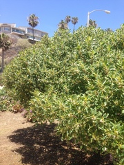 Myoporum laetum