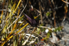 Isophysis tasmanica