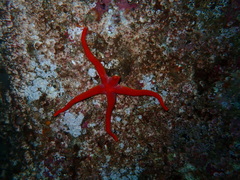 Henricia leviuscula