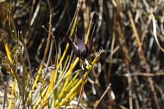 Isophysis tasmanica
