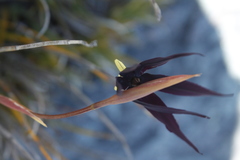Isophysis tasmanica