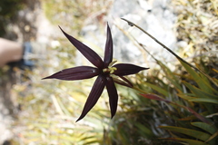 Isophysis tasmanica