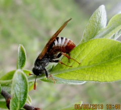 Pseudoclavellaria amerinae