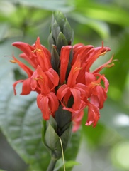 Pachystachys coccinea