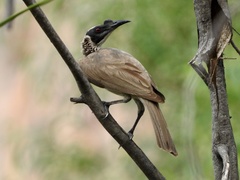 Philemon argenticeps