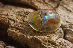 Cassida subreticulata