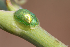Cassida margaritacea