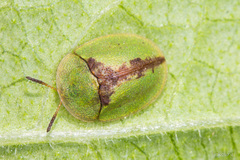 Cassida vibex