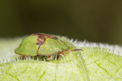 Cassida vibex