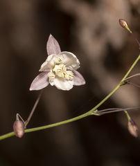 Arthropodium milleflorum