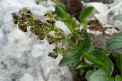 Valeriana elongata