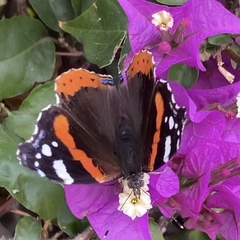 Vanessa atalanta