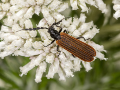 Pseudolycus rufipennis