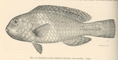 Yellowbar Parrotfish photo 2