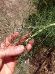 Foeniculum vulgare