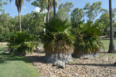 Copernicia macroglossa