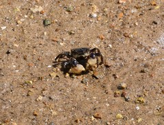 Pseudohelice subquadrata