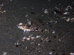 Chitonotus pugetensis