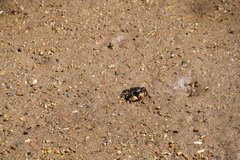 Pseudohelice subquadrata