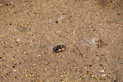 Pseudohelice subquadrata