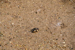 Pseudohelice subquadrata