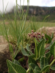 Xysmalobium parviflorum