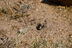 Pseudohelice subquadrata