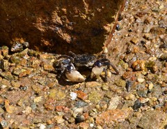 Pseudohelice subquadrata