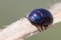 Chrysolina cerealis