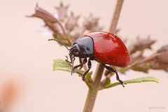 Chrysolina lucida