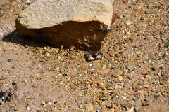 Pseudohelice subquadrata