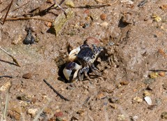 Pseudohelice subquadrata