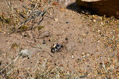 Pseudohelice subquadrata