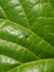 Phintella vittata