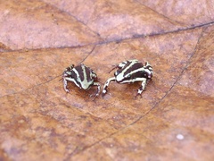 Epipedobates anthonyi