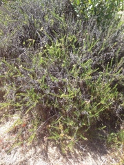 Eriogonum fasciculatum