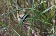 Melanis acroleuca acroleuca