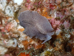 Eurylepta leoparda