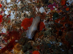 Eurylepta leoparda