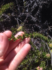 Eriogonum fasciculatum