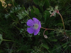 Geranium robustum