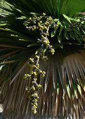 Copernicia macroglossa