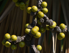 Copernicia macroglossa