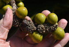 Copernicia macroglossa