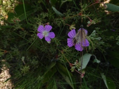 Geranium robustum