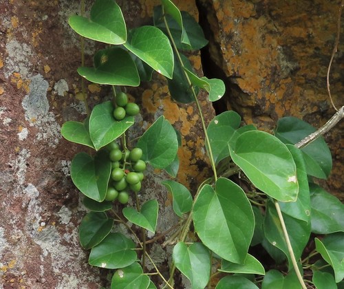 Tinospora tenera image