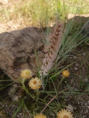 Holothrix scopularia