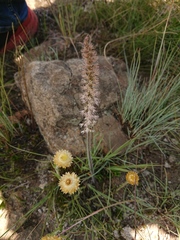 Holothrix scopularia