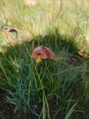 Gladiolus woodii