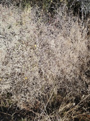 Simsia amplexicaulis